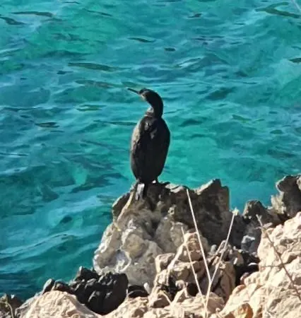 Swim And Climb Baska House - Island Krk * Draga Bascanska