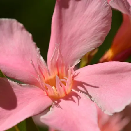 בית נופש Swim And Climb Baska House - Island Krk Draga Bašćanska
