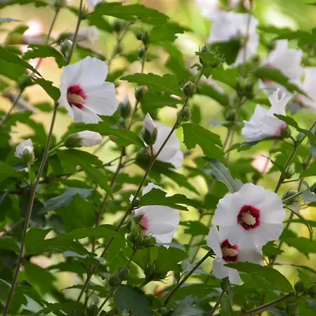 Swim And Climb Baska House - Island Krk בית נופש