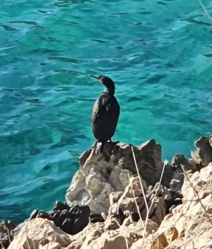 Swim And Climb Baska House - Island Krk * Draga Bašćanska
