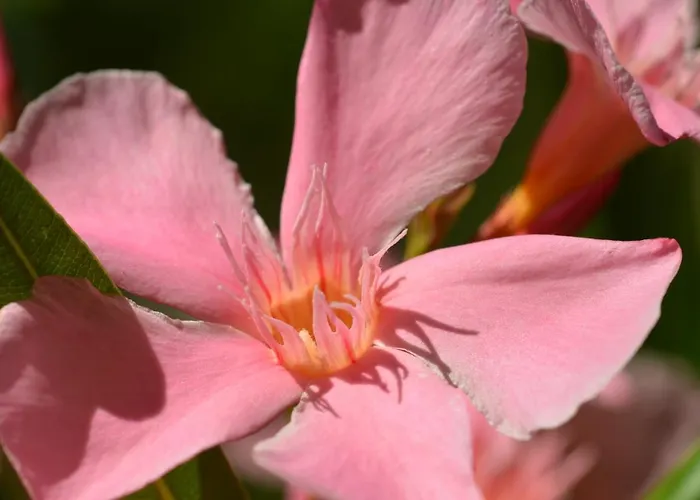 別荘 Swim And Climb Baska House - Island Krk Draga Bašćanska